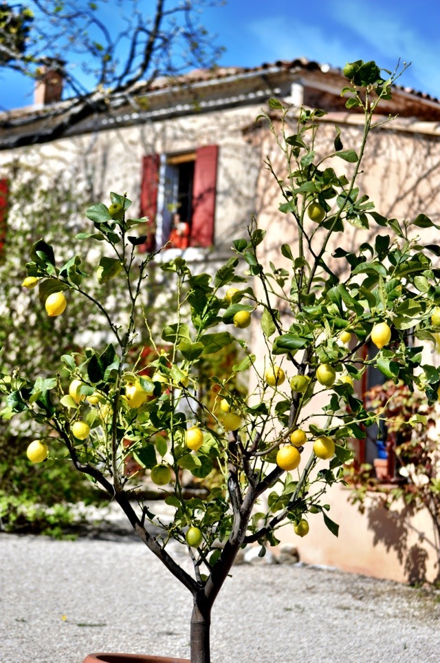 Lemon trees.